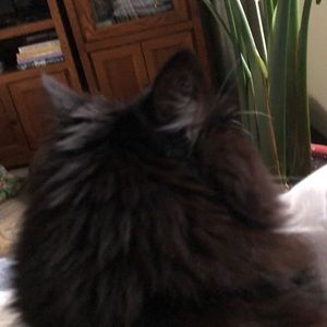 Meet your Posher, Selene